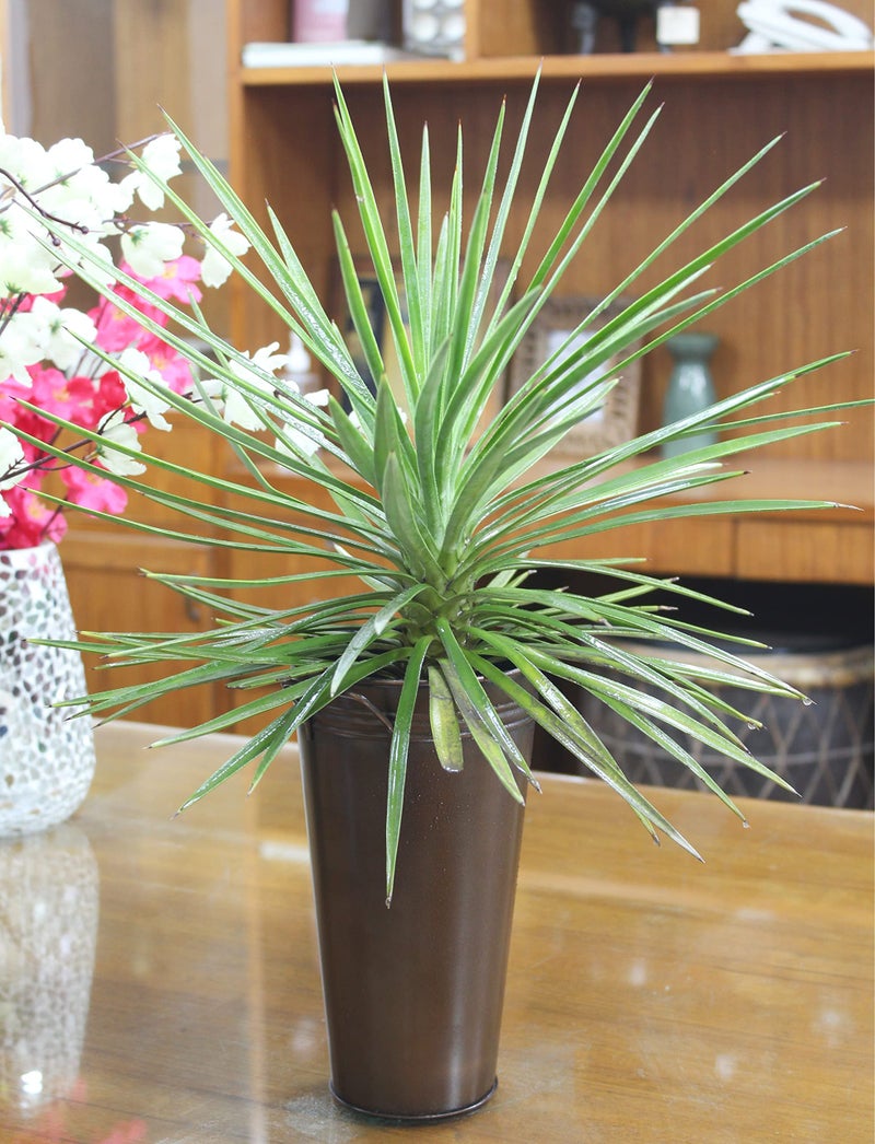 Hosley Elevate Your Decor with a Set of 3 Antique Bronze Galvanized Floral Vases French Buckets 9 Inches High with Handles Vintage-Inspired Rustic Elegance for Home  Events  and Weddings - Image 2