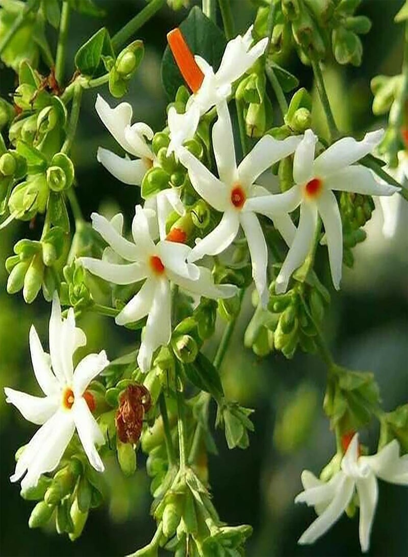 GGOOT 20Pcs Beautiful Flower Seeds Summer Flowering Fresh White Jasmine Plant Seeds Garden Yard Ornamental Flower Seeds White - Image 4