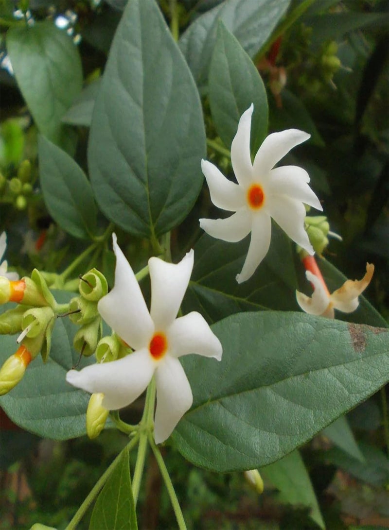 GGOOT 20Pcs Beautiful Flower Seeds Summer Flowering Fresh White Jasmine Plant Seeds Garden Yard Ornamental Flower Seeds White - Image 5