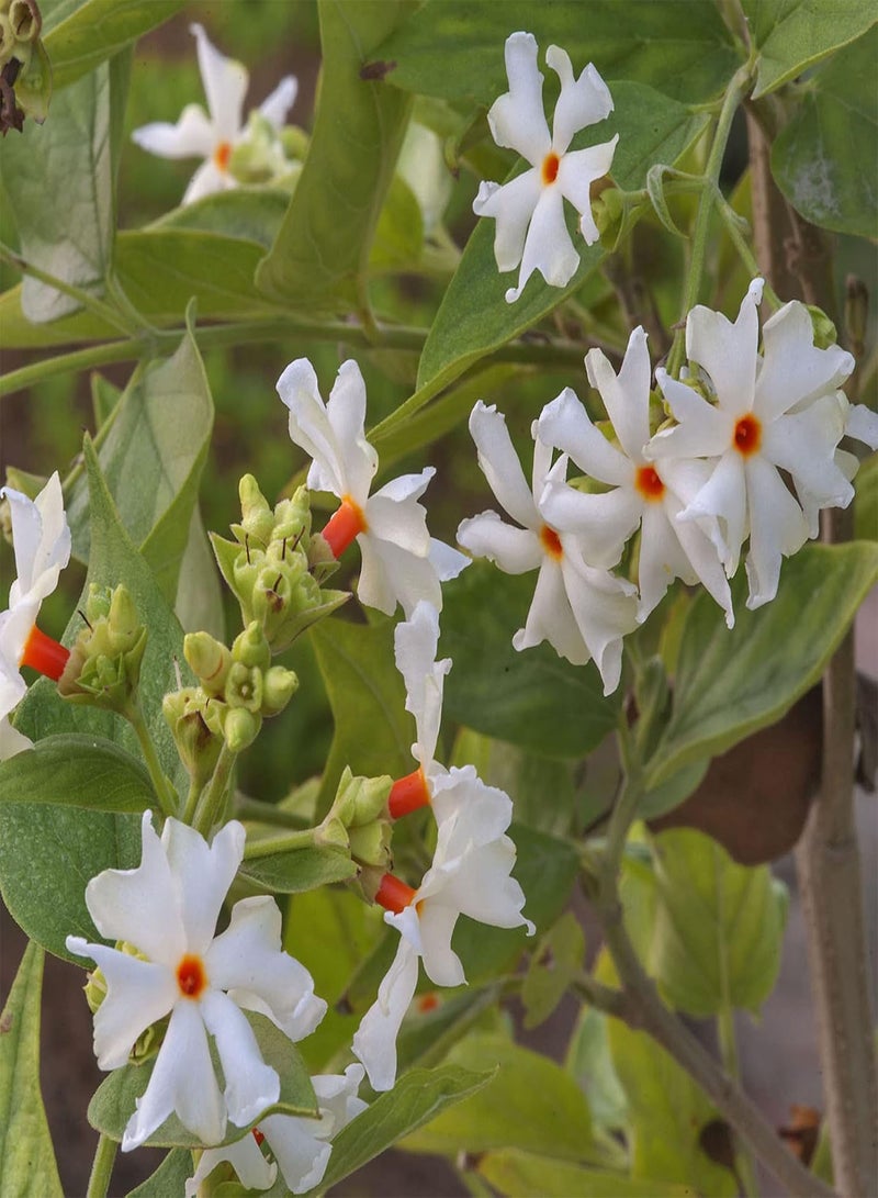 GGOOT 20Pcs Beautiful Flower Seeds Summer Flowering Fresh White Jasmine Plant Seeds Garden Yard Ornamental Flower Seeds White - Image 2