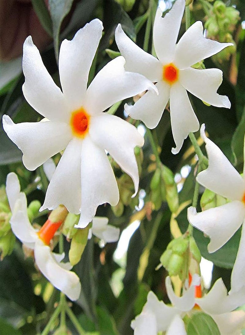 GGOOT 20Pcs Beautiful Flower Seeds Summer Flowering Fresh White Jasmine Plant Seeds Garden Yard Ornamental Flower Seeds White - Image 1