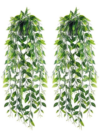 Two green plants 3