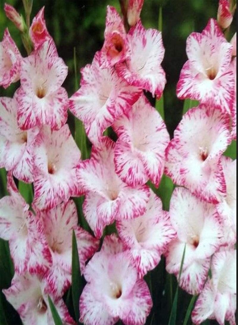جي جوت 10Stück rosafarbene Gladiolenzwiebeln Samtglühen Schwertlilie frisch blühend Tolle spektakuläre Blütenköpfe Gladiolenzwiebeln Pflanzen Einfach zu pflanzen - Image 2