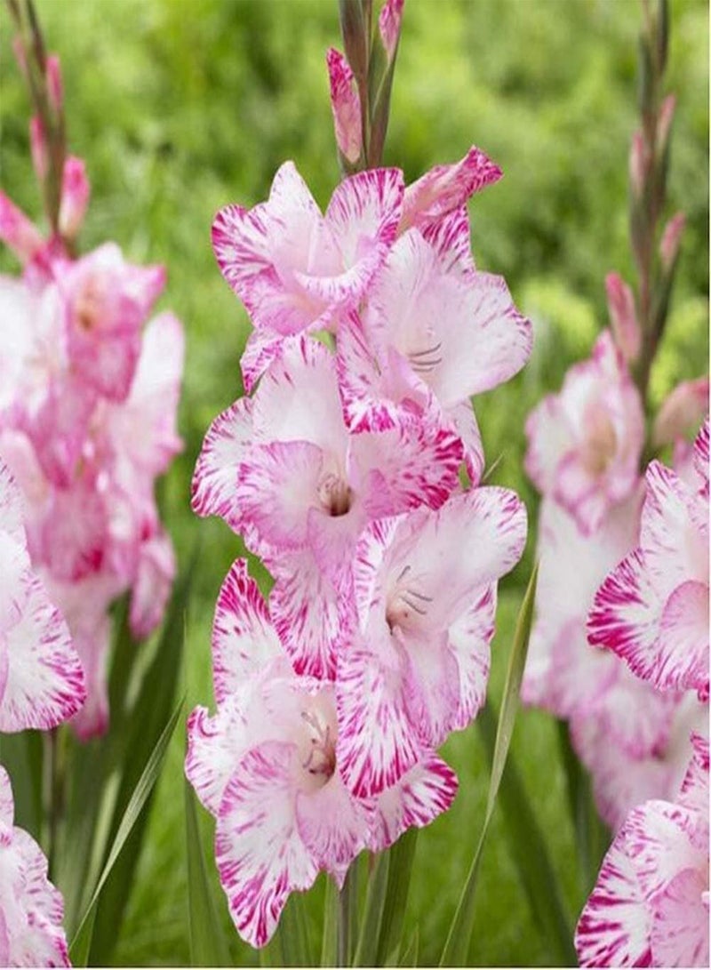 جي جوت 10Stück rosafarbene Gladiolenzwiebeln Samtglühen Schwertlilie frisch blühend Tolle spektakuläre Blütenköpfe Gladiolenzwiebeln Pflanzen Einfach zu pflanzen - Image 1