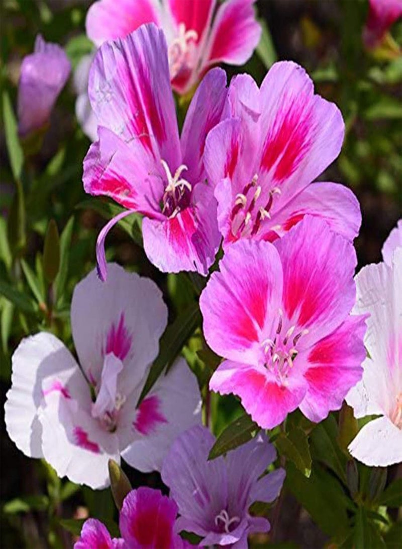 جي جوت بذور للزراعة، 50 قطعة من بذور الزهور البرية بألوان متنوعة، نباتات بونساي للزينة في حديقة المنزل - بذور زهور برية متنوعة - Image 1