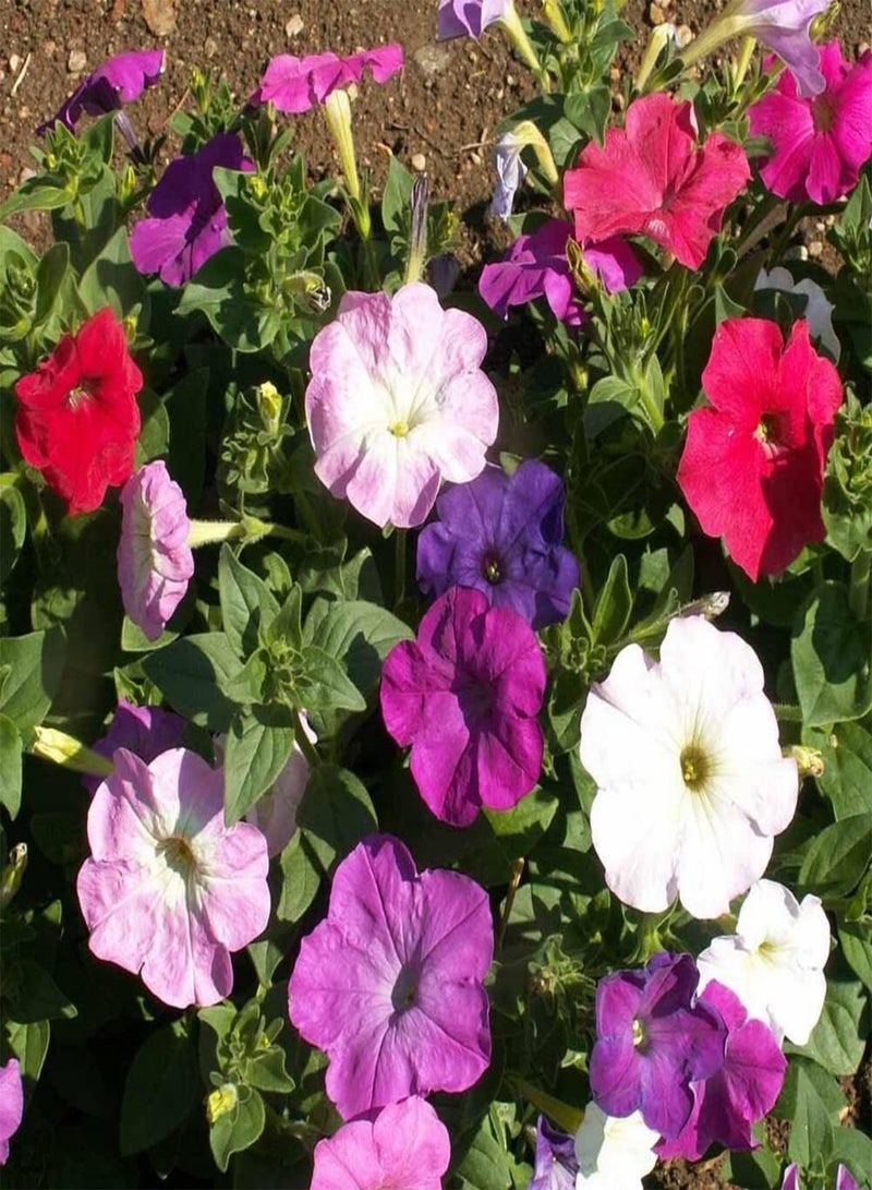 GGOOT Petunia Nana Compacta Mixed - Petunia Nana compacta Flower Seeds, Dwarf Mixed Petunia Home Garden Planting by Heavy Torch, 50 Seeds - Image 2