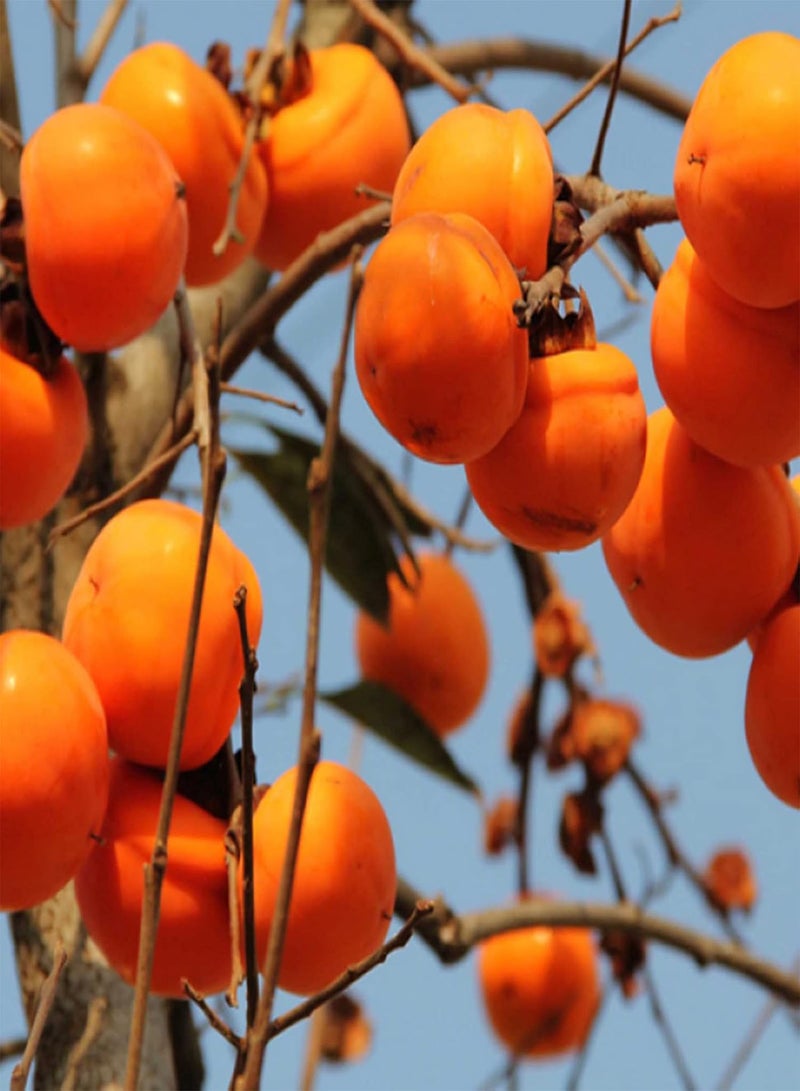 GGOOT 30Pcs/Bag Fruit Seeds Delicious Easy to Plant Non-GMO Persimmon Plant Flower Seeds for Outdoor Fruit Seeds Palatable for Farm - Image 1