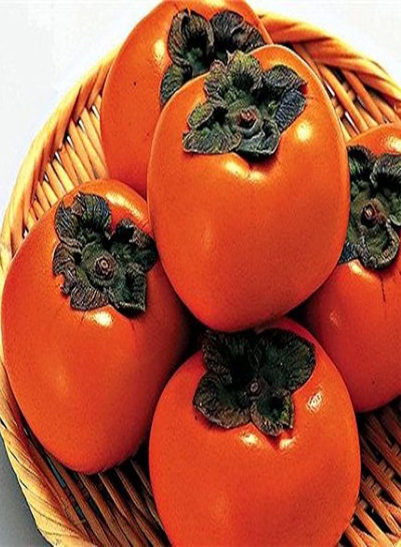GGOOT 30Pcs/Bag Fruit Seeds Delicious Easy to Plant Non-GMO Persimmon Plant Flower Seeds for Outdoor Fruit Seeds Palatable for Farm - Image 4