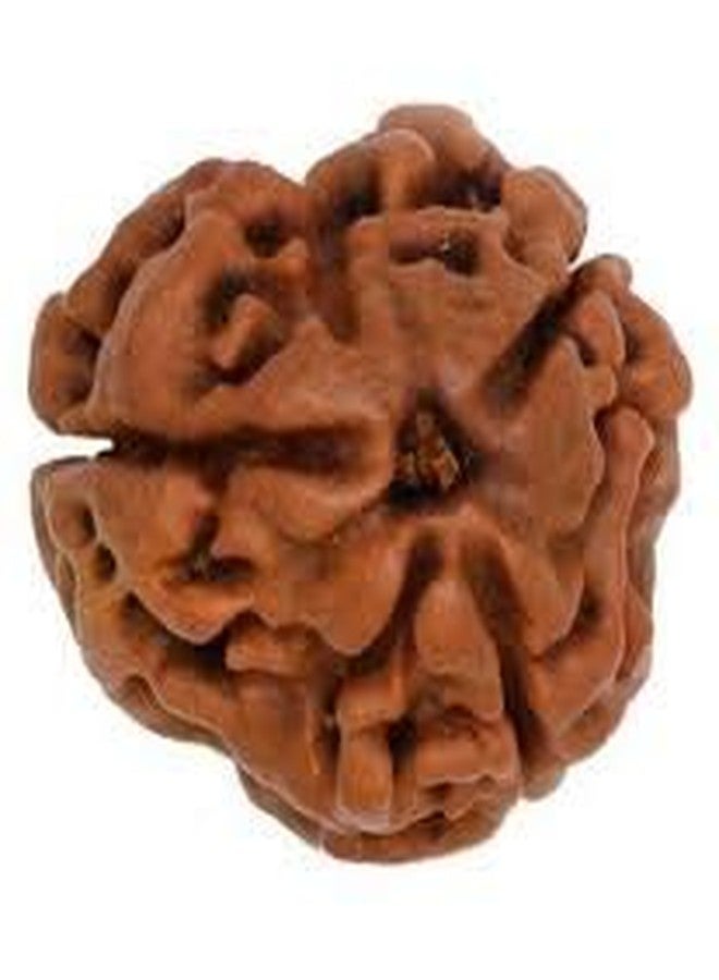 خرز رودراكشا نيبالي طبيعي معتمد من مختبر TheGalaxy 3 Mukhi (ثلاثي الوجوه) مع بركات رودرا - Image 1