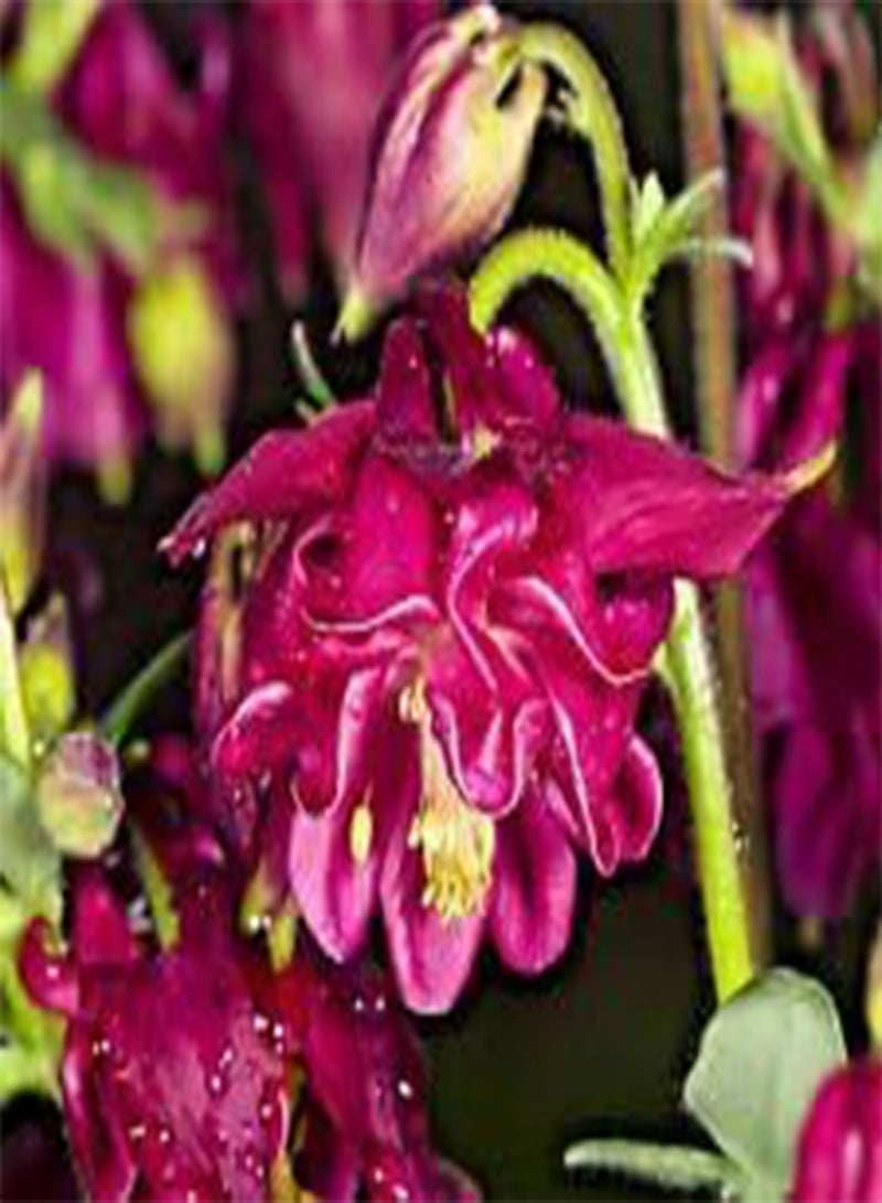 GGOOT COLOMBINA Borgogna di Bonnet Nonna 100 semi Aquilegia Fiori Shade GRAZIOSI