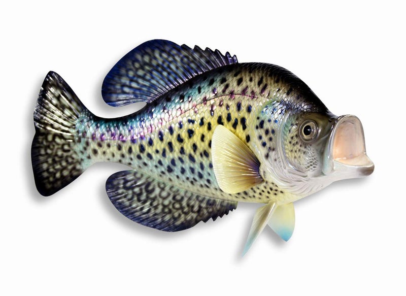 Hand Painted Crappie Fish Replica Wall Mount Decor Room Ornament Plaque 15
