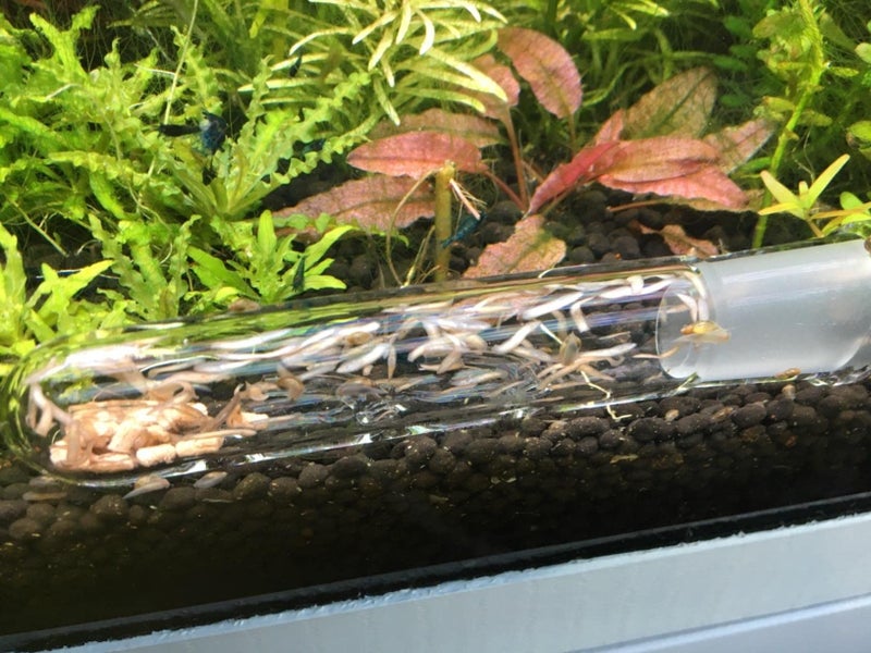 Cunguv Planaria Trap Leech Trap Flatworm Trap 3 Holes Leeches Catcher Glass Tube for Aquarium Shrimp Tank 2 Pieces - Image 5