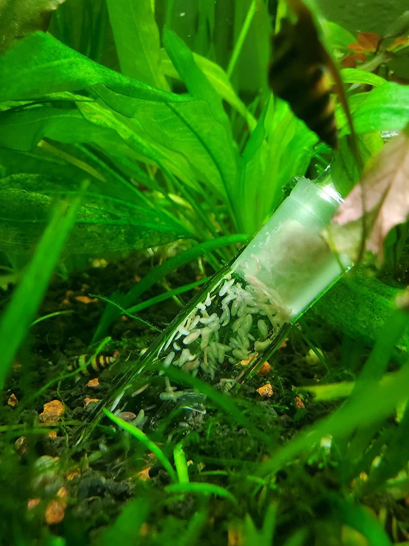 Cunguv Planaria Trap Leech Trap Flatworm Trap 3 Holes Leeches Catcher Glass Tube for Aquarium Shrimp Tank 2 Pieces - Image 3