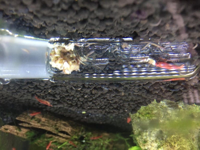 Cunguv Planaria Trap Leech Trap Flatworm Trap 3 Holes Leeches Catcher Glass Tube for Aquarium Shrimp Tank 2 Pieces - Image 4