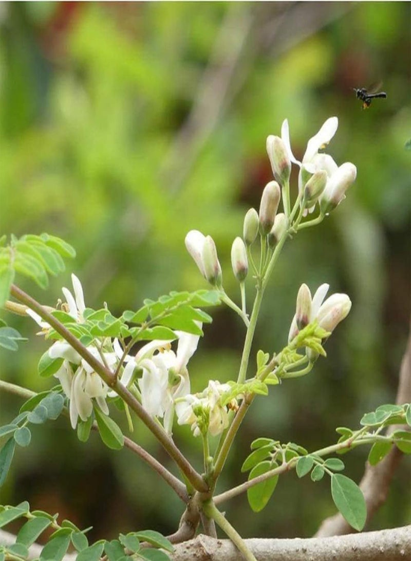 جي جوت 100 قطعة من بذور المورينجا، شجرة دائمة الخضرة نفضية الأوراق، أصناف مثالية للحدائق والمناظر الطبيعية، تصبح مشهدًا ساحرًا في المنزل - Image 1