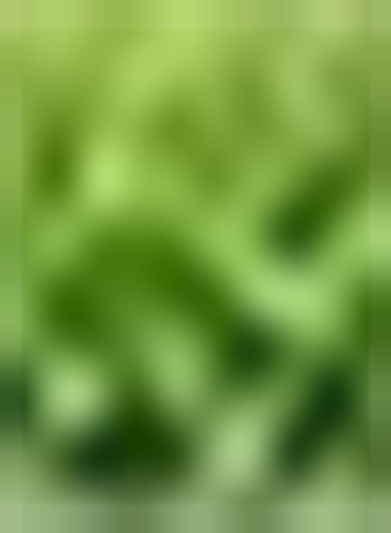 جي جوت 100 قطعة من بذور المورينجا، شجرة دائمة الخضرة نفضية الأوراق، أصناف مثالية للحدائق والمناظر الطبيعية، تصبح مشهدًا ساحرًا في المنزل - Image 3