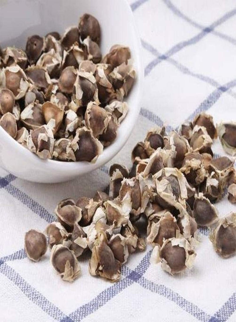 جي جوت 100 قطعة من بذور المورينجا، شجرة دائمة الخضرة نفضية الأوراق، أصناف مثالية للحدائق والمناظر الطبيعية، تصبح مشهدًا ساحرًا في المنزل - Image 2