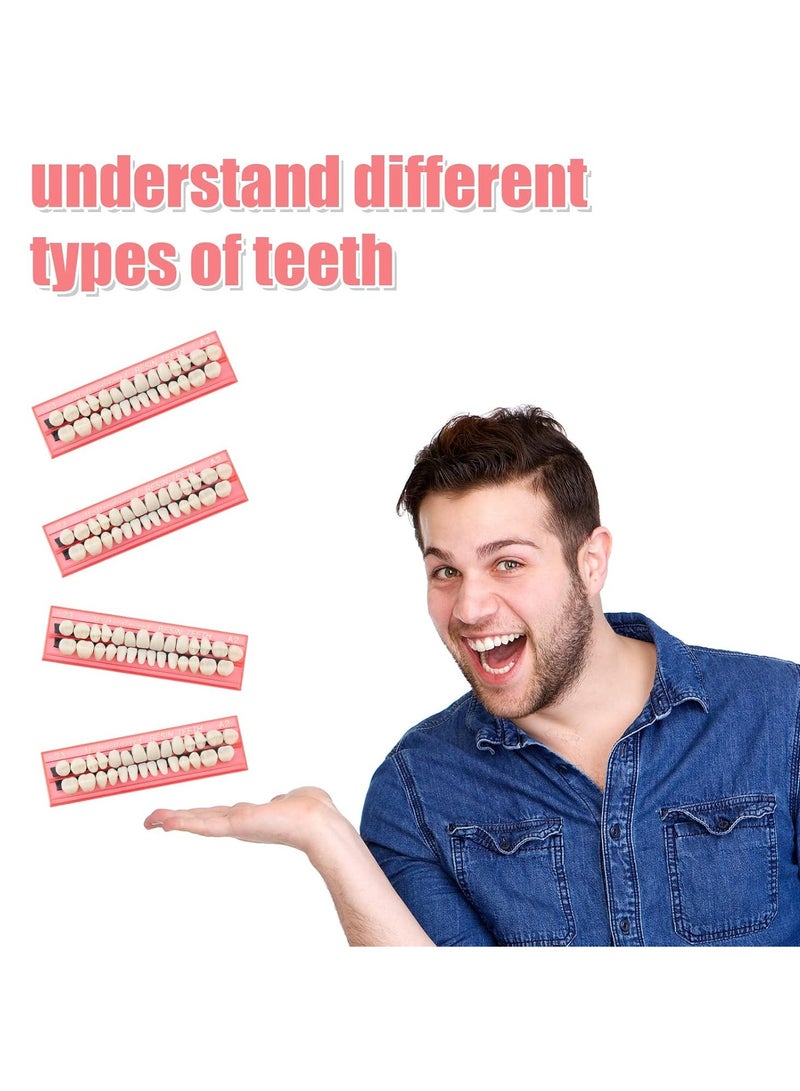 Nuanchu 4 Sets Acrylic Resin Fake Teeth Denture Replacement Teeth False Teeth Teeth Upper and Lower Synthetic Resin Teeth for Halloween Party Replacement, 112 Pieces, 23 A2 - Image 3
