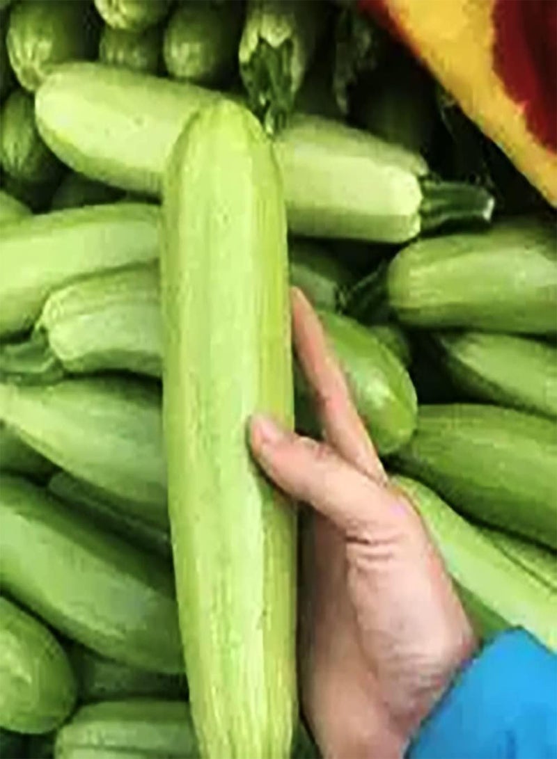 GGOOT 30pcs Green Zucchini Seeds Round Special Heirloom Vegetables Indispensable In Daily Life Squash Is A Good Choice For Planting - Image 2