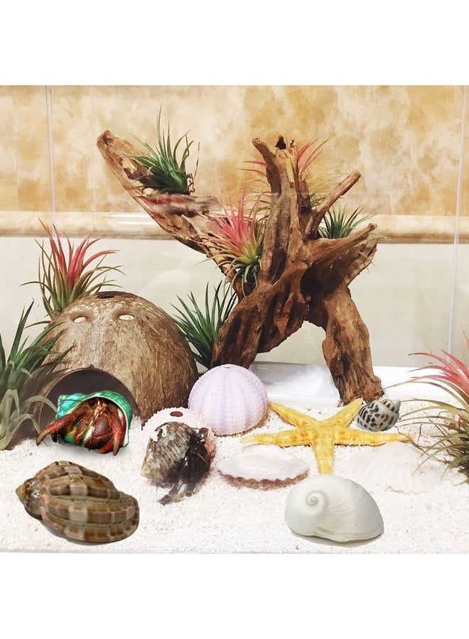 Kathson kathson 2 Pcs Natural Coconut Shells Hut, 8 Pcs Hermit Crab Shells Coconut Hide Reptile Hideout Assorted Turbo Growth Shells for Fish Tank Decoration Reptile Habitat (10Pcs) - Image 3
