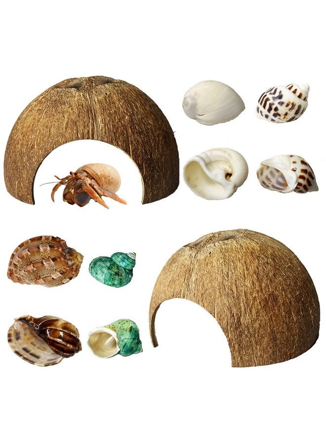 Kathson kathson 2 Pcs Natural Coconut Shells Hut, 8 Pcs Hermit Crab Shells Coconut Hide Reptile Hideout Assorted Turbo Growth Shells for Fish Tank Decoration Reptile Habitat (10Pcs) - Image 1