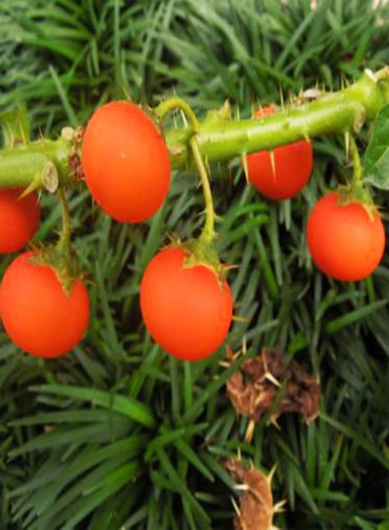 GGOOT 50Pcs/ Bag Seeds, Fast Growing Medium Water Demand Mini Decorative Soda-Apples Nightshade Bonsai Seeds for Garden Seed - Image 4