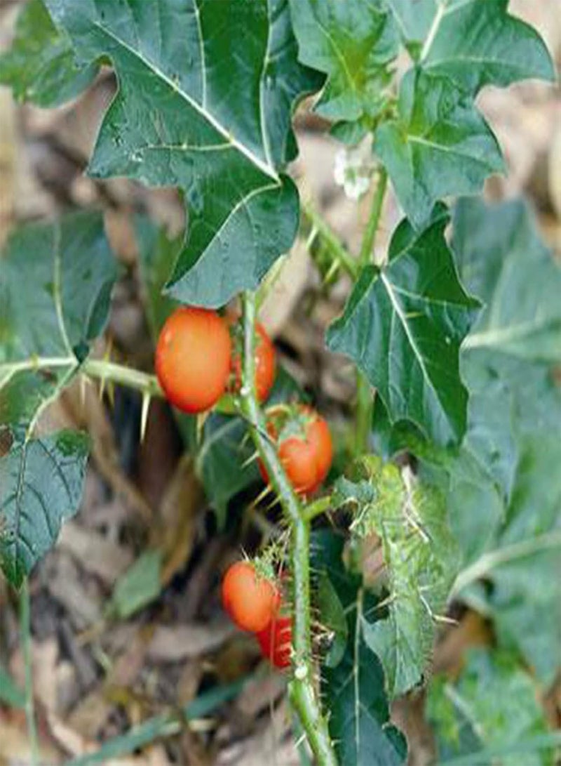 GGOOT 50Pcs/ Bag Seeds, Fast Growing Medium Water Demand Mini Decorative Soda-Apples Nightshade Bonsai Seeds for Garden Seed - Image 3