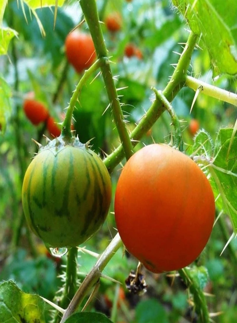 GGOOT 50Pcs/ Bag Seeds, Fast Growing Medium Water Demand Mini Decorative Soda-Apples Nightshade Bonsai Seeds for Garden Seed - Image 2