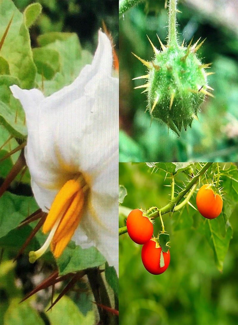 GGOOT 50Pcs/ Bag Seeds, Fast Growing Medium Water Demand Mini Decorative Soda-Apples Nightshade Bonsai Seeds for Garden Seed - Image 1