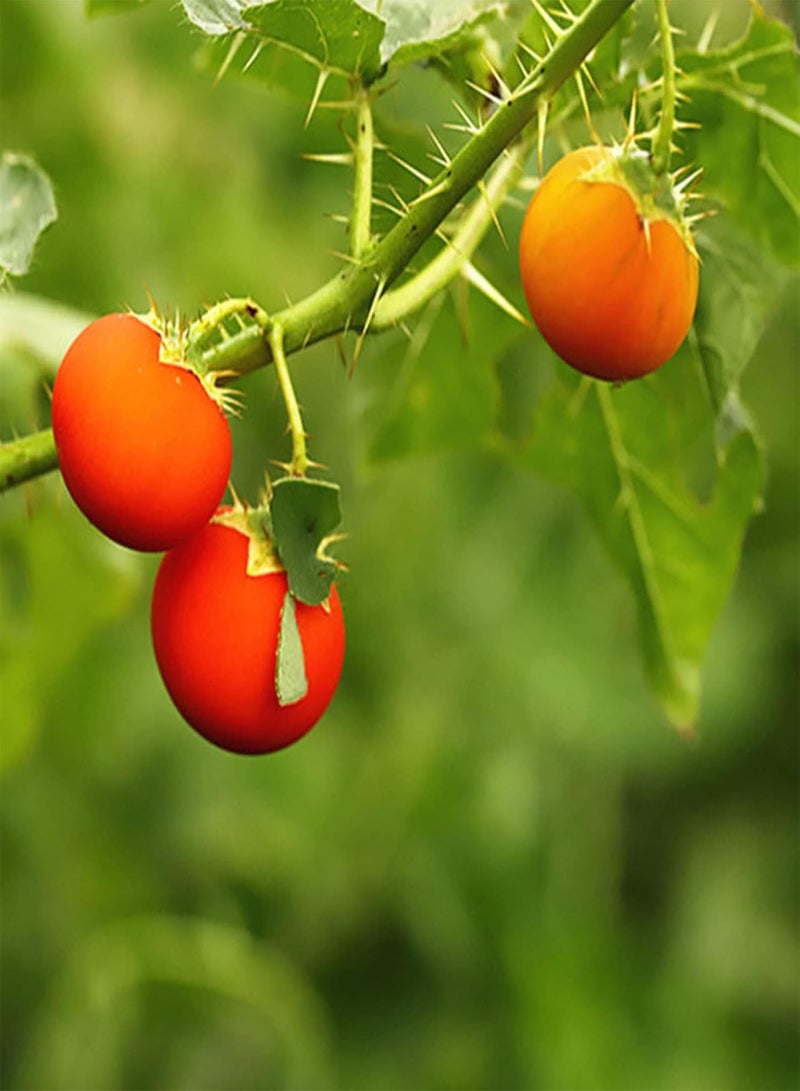 GGOOT 50Pcs/ Bag Seeds, Fast Growing Medium Water Demand Mini Decorative Soda-Apples Nightshade Bonsai Seeds for Garden Seed - Image 5