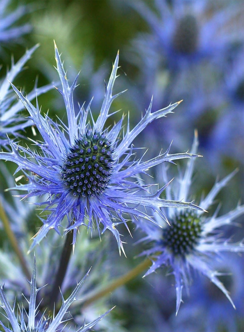 GGOOT Eryngium Alpinum Superbum Seeds- Alpine Sea Holly