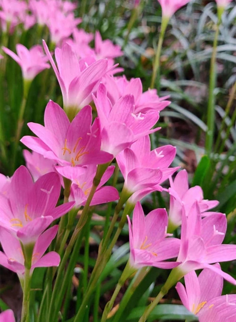 جي جوت 6 قطعة Rge Zephyranthes Bollen Huis Tuin Gazon ديكورات الفناء Hoge Kiemkracht Bonsai Gemakkelijk Te Planten Geschikt للمبتدئين مع فنانين فضيين - Image 1