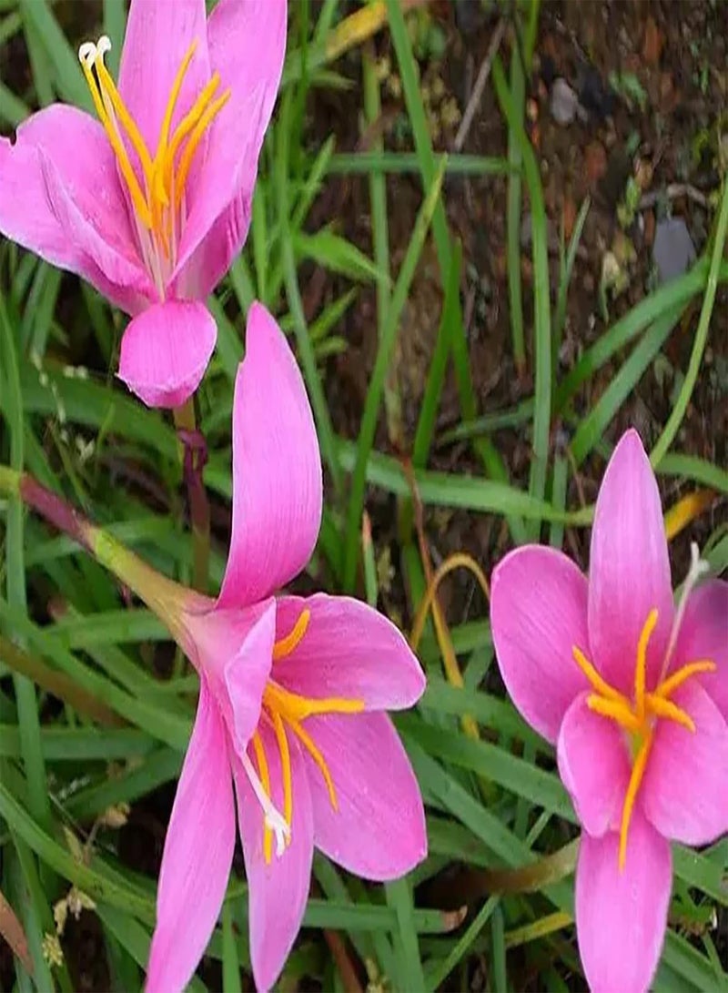 جي جوت 6 قطعة Rge Zephyranthes Bollen Huis Tuin Gazon ديكورات الفناء Hoge Kiemkracht Bonsai Gemakkelijk Te Planten Geschikt للمبتدئين مع فنانين فضيين - Image 2