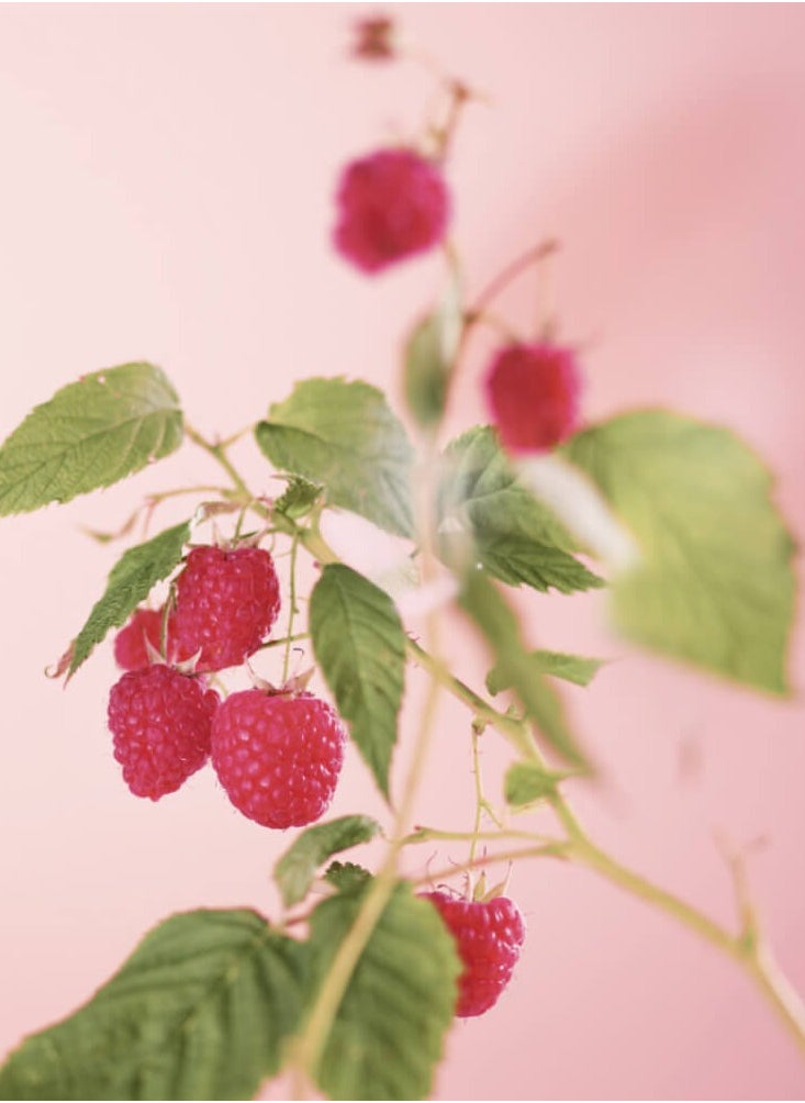 Yves Rocher - Raspberry & Peppermint Energizing Body Lotion - Image 1