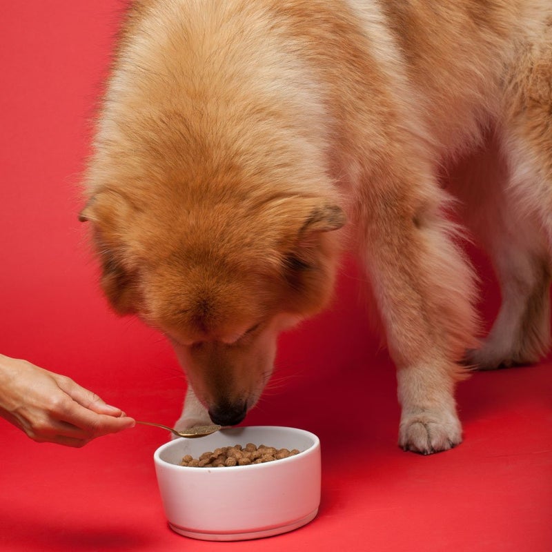 The Missing Link Senior Dog Supplement 1lb Bag - Powerful Powder Supports Bones, Joints, Skin, Coat, Heart, Eyes, Memory & Cognition - Image 2