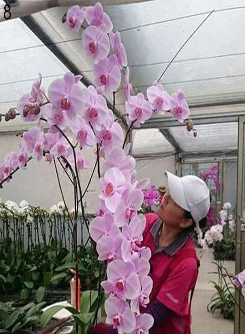 جي جوت 50 قطعة/كيس من بذور الفالينوبسيد المزروعة في أصيص، بذور سريعة الإنبات وصديقة للبيئة للاستخدام المنزلي، 8 بذور فالاينوبسيس - Image 1