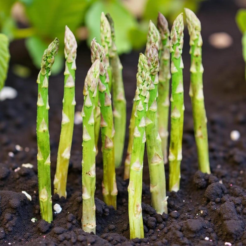 Asparagus Crown Roots for Planting - Premium Quality Easy Grow Vegetable Perennials - Quick Establishment & High Yielding Spears for Kitchen Gardens & Allotments (3, Boonlim) - Image 1