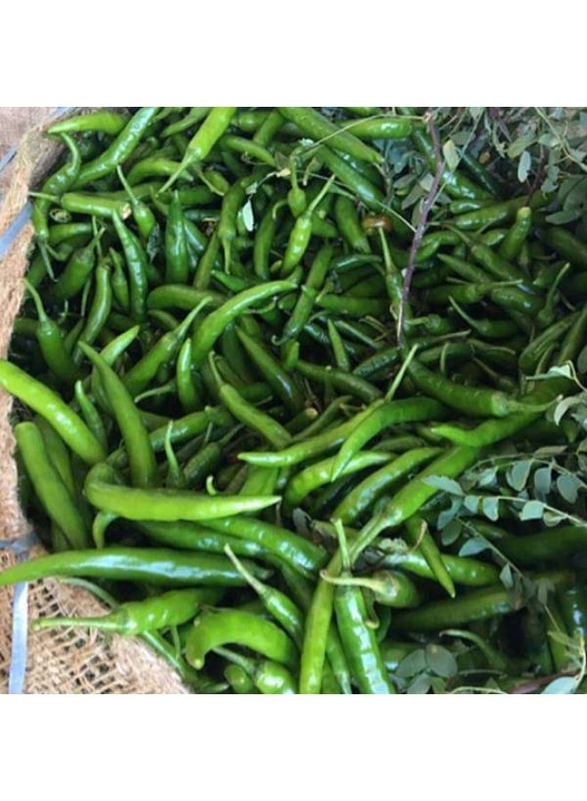 Chilli G 4 Desi Vegetable Seeds