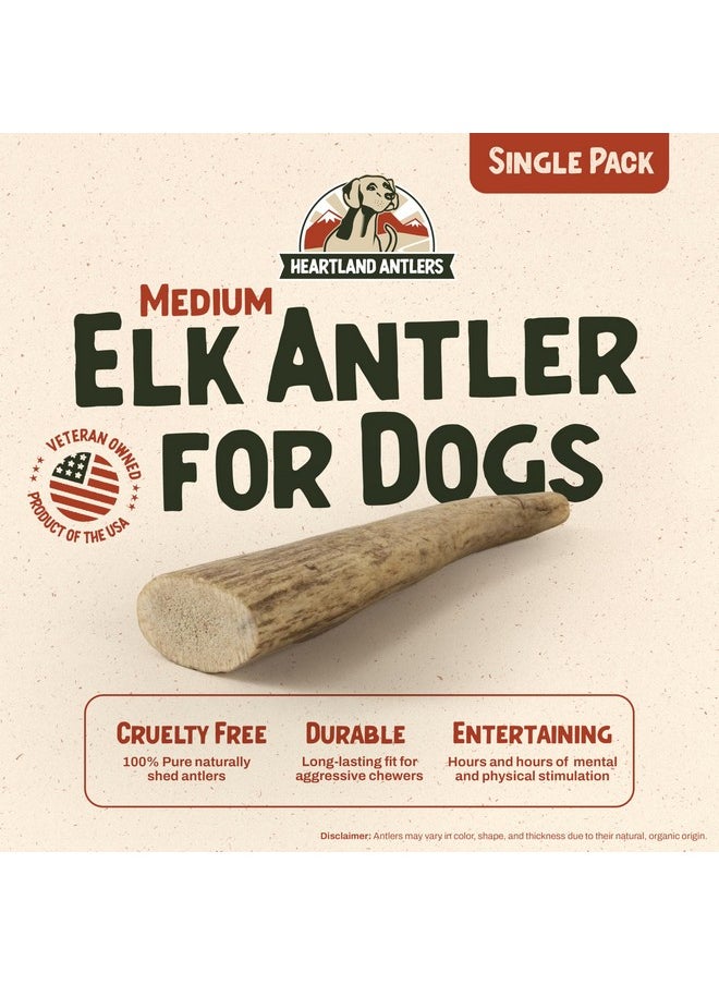 Heartland Antlers Heartland Elk Antlers for Dogs - Grade A, Naturally Shed Antlers | Dog Bones for Aggressive Chewers & Teething Puppies | All Breeds Chew Toy USA Made & Veteran Owned (Whole Elk: 5-6", Medium, 1-Pack)  - Image 2