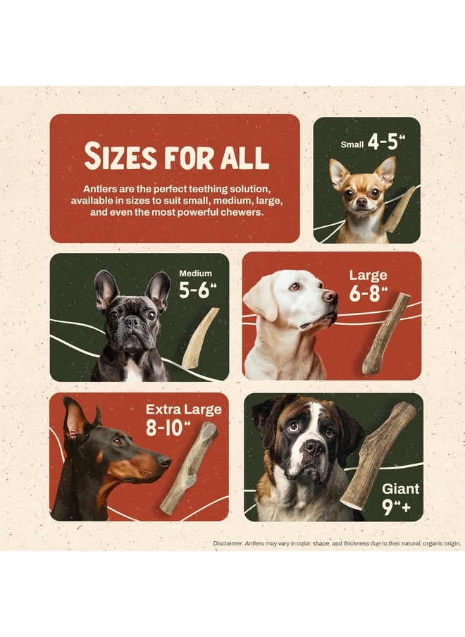 Heartland Antlers Heartland Elk Antlers for Dogs - Grade A, Naturally Shed Antlers | Dog Bones for Aggressive Chewers & Teething Puppies | All Breeds Chew Toy USA Made & Veteran Owned (Whole Elk: 5-6", Medium, 1-Pack)  - Image 5