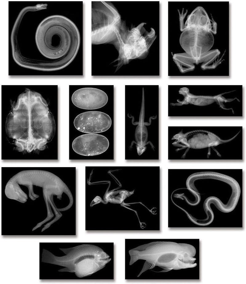 Roylco R5910 Animal X-Ray Set - Educational Science Kit with 14 Animal X-Rays and Matching Picture Cards