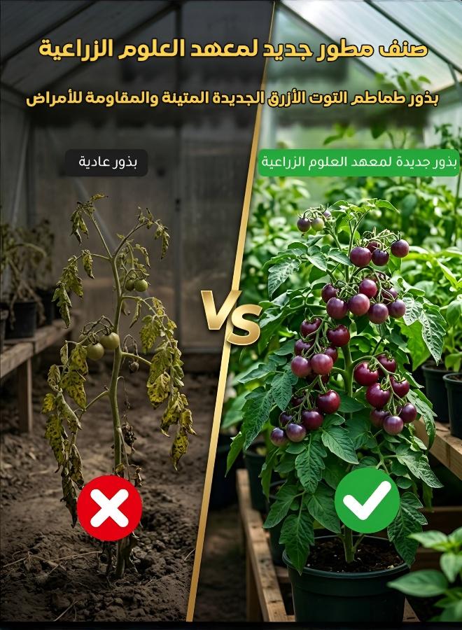 بذور طماطم سوداء فاخرة عالية الإنتاجية - نكهة غنية ولون نابض بالحياة - Image 2