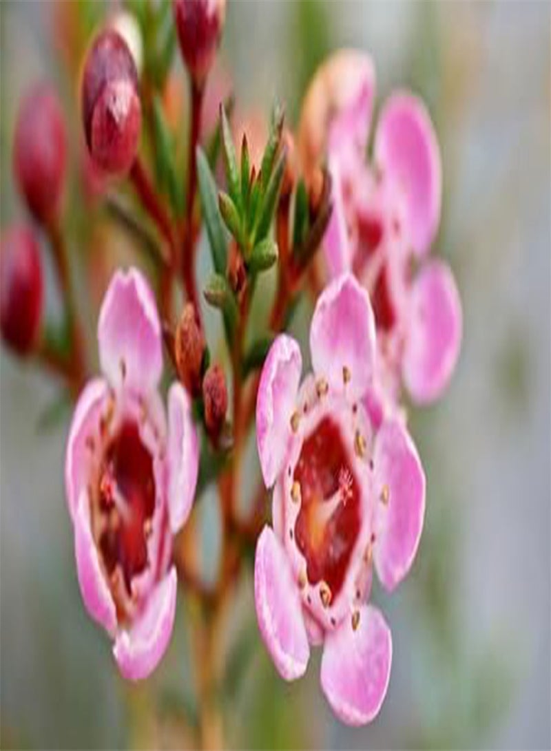 جي جوت 50 قطعة من بذور زهرة الشمع الطازجة - Image 1