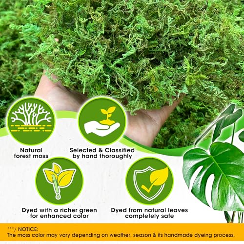 Duspro [Upgraded] DUSPRO Green Moss for Crafts, Real Forest Moss Potted Plants, Decorative Mosses for Table Centerpieces Wedding Christmas Fairy Party Decor, Indoor Planters, DIY Project (5 oz) - Image 2