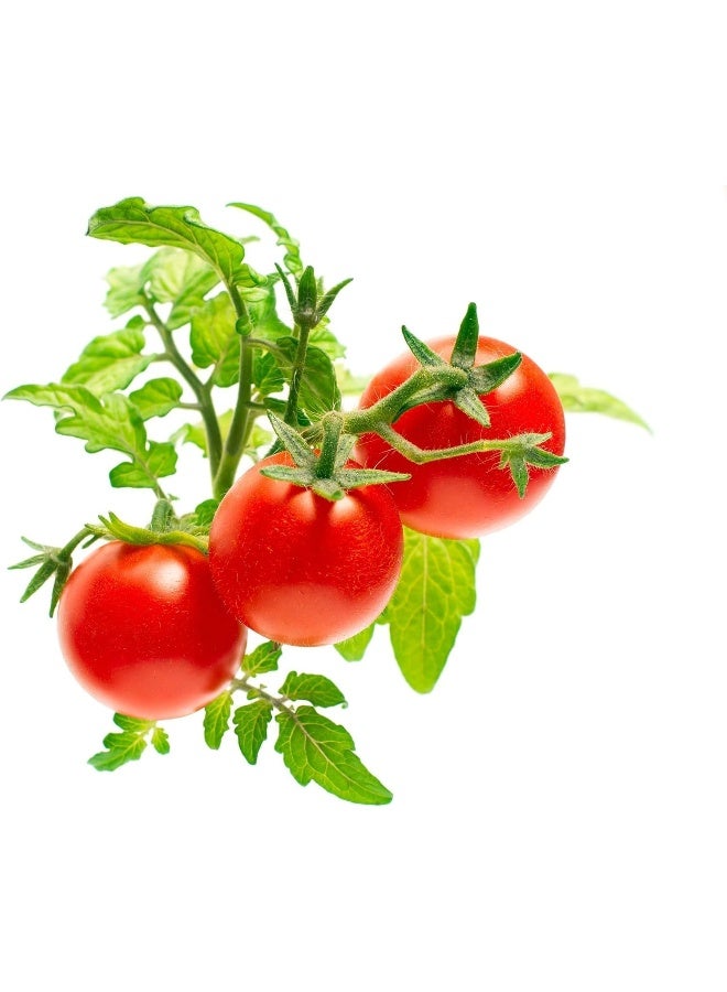 CLICK AND GROW Click  Grow Mini Tomato Refill 3 Pack  - Image 4