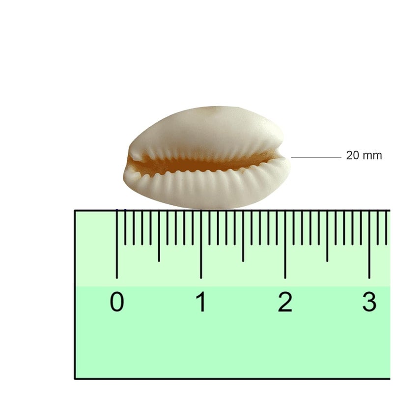Chiku’s 200 Pcs White Acrylic Cowrie Kauri/Kodi Shell Beads with Single Hole, 20 mm for Craft Work, Jewellery Work, Earring, Sewing, Other Craft Work, School Project for Children.  - Image 2