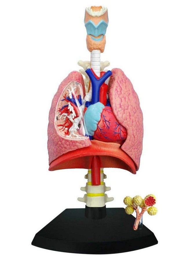 4D Respiratory System Model - pzsku/Z62DD458EC58531592B32Z/45/_/1689331928/0ca6adc8-1d40-442c-8420-4f2c730740dd