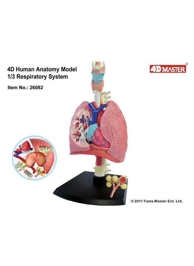 4D Respiratory System Model - pzsku/Z62DD458EC58531592B32Z/45/_/1689331932/de5c6942-5a5d-42bf-ae24-d6430bb58caf