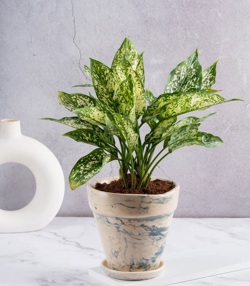 Nurturing Green® Combo of 2 Green 'Mystique' Ceramic Pots for Indoor Plants & Decor (Size: 5.5 Inch High*6 Inch Wide | Comes with Bottom Tray) - Image 4