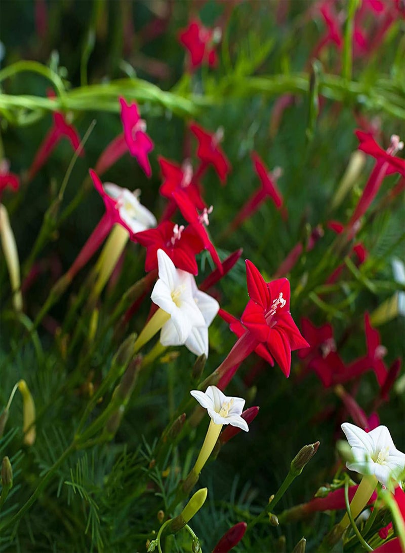 GGOOT Green Garden Flower Plants-100/200Pcs Cypress Vine Seeds Climbing Plant Flower Garden Bonsai Home Decor - 100pcs Cypress Vine Seeds - Image 5